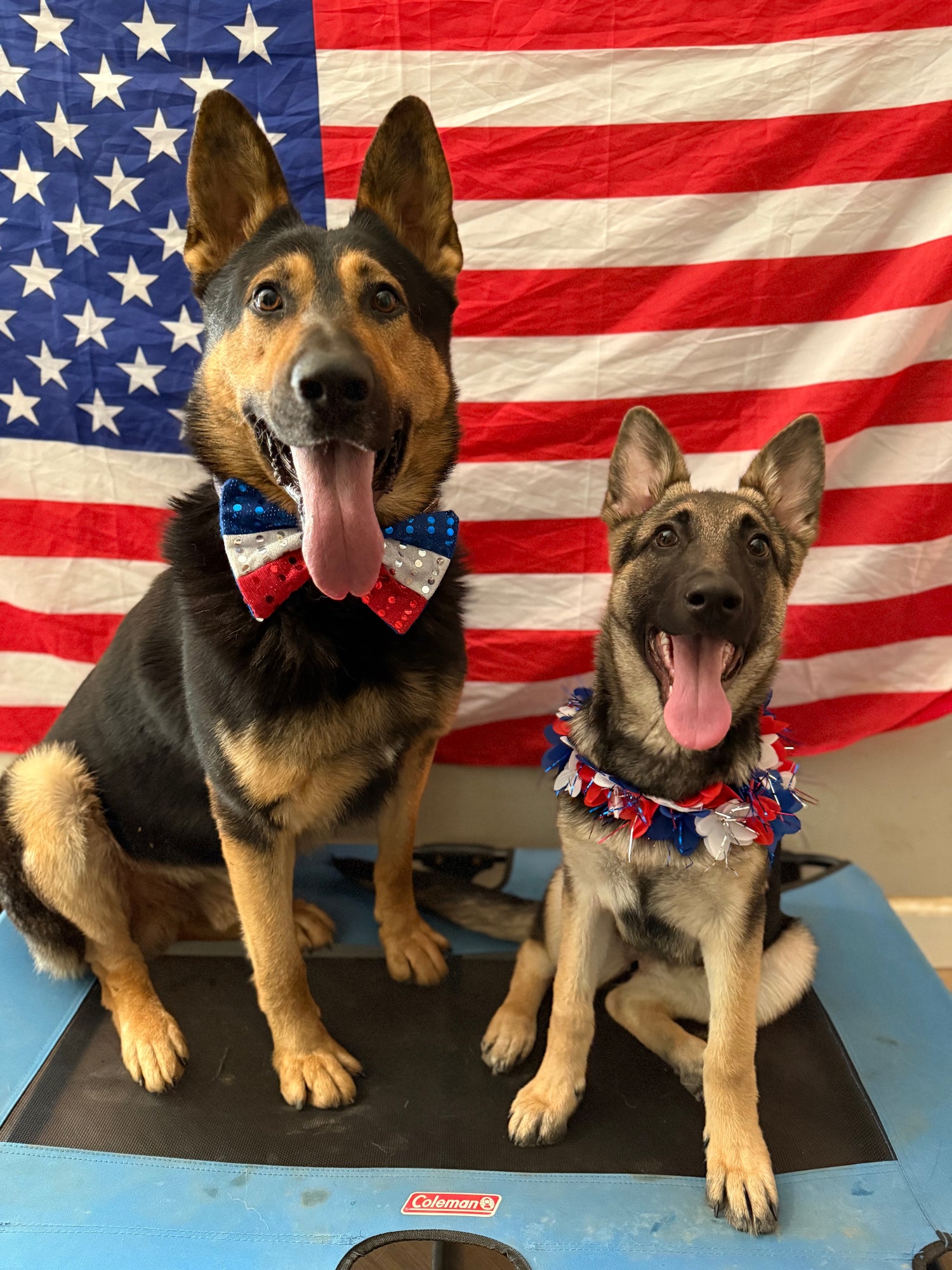 Two German Shepherd dogs wearing festive collars and bow ties in front of an American flag.